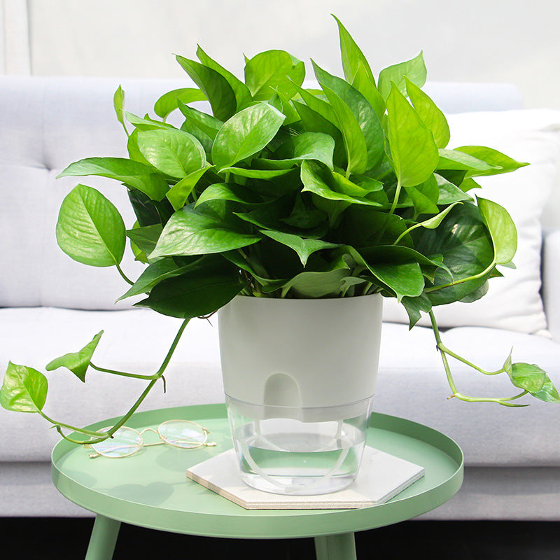 Unava™ self-watering pot - Always beautiful and healthy plants (50% discount)